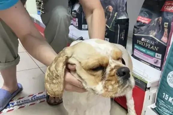 Найдена собака в Воронеже