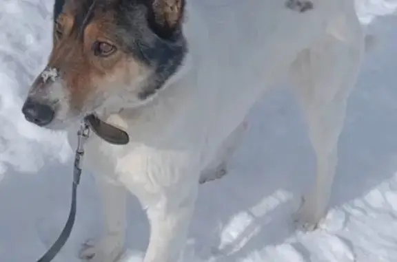 Пропала собака в Троице, Перм край