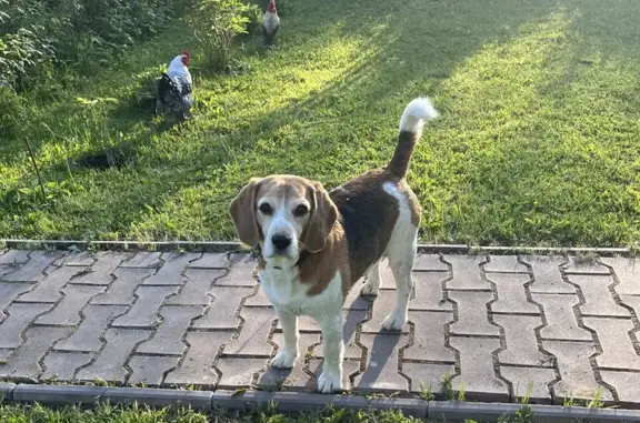 Пропала собака в Власьево, Волоколамск