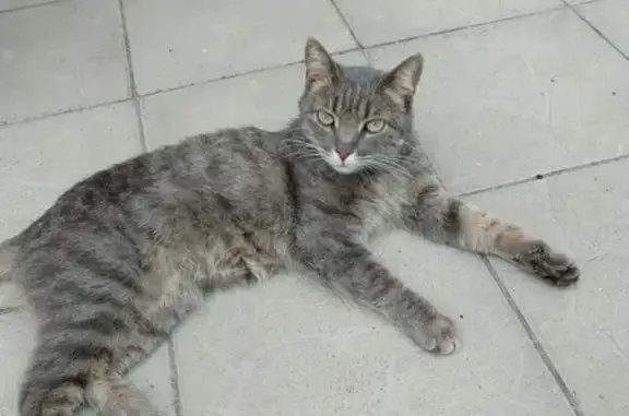 Найдена кошка, пр. Ленина, 53, Балашиха