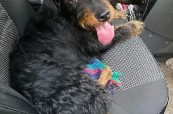 Найден пес: 