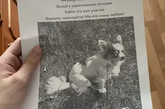 Пропала собака Тишка, Саратов