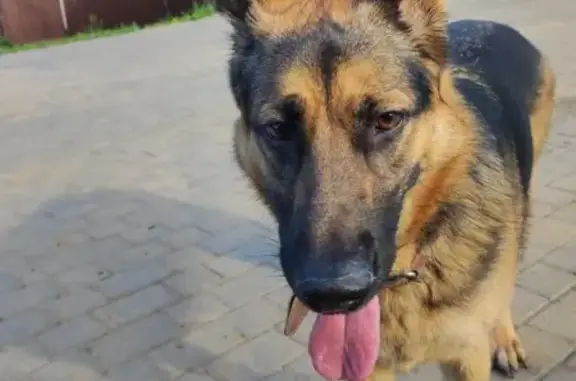 Пропала собака Зена в Ново-Талицы