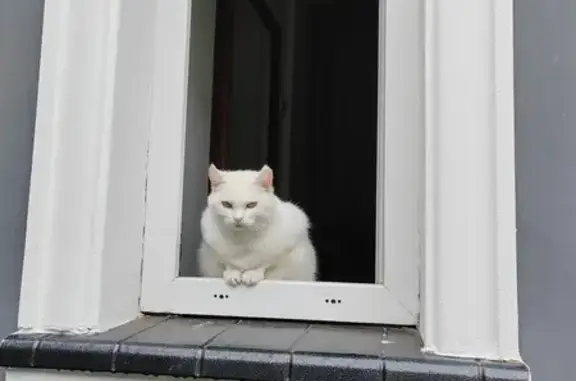 Пропала белая кошка, ул. Калининградская 26