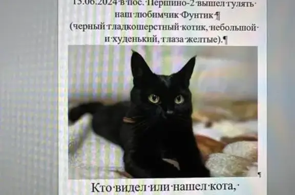 Кошки потеряшки, Раменский муниципальный округ, фото: Потеряшка кошка: Московская обл.