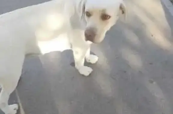 Найдена собака: Школьная ул., Молзино