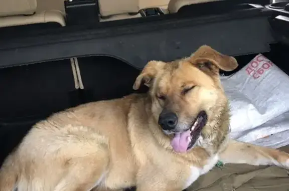 Слепая собака спасена у ГЭС, Дивногорск