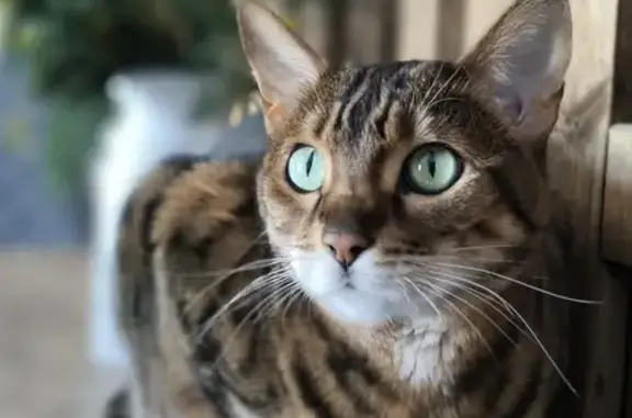 Объявления о пропавших и найденных животных, Агаповка, фото: Пропала бенгальская кошка, Агаповка