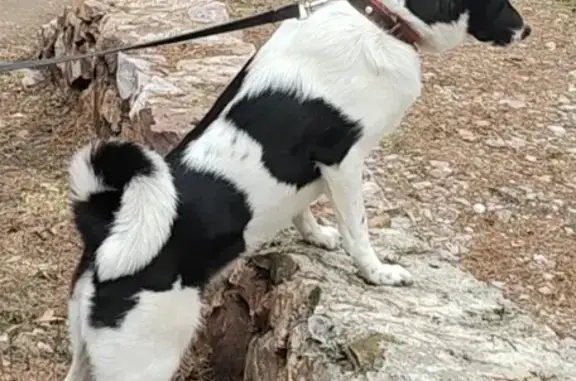 Собаки потеряшки, Дивногорск, фото: Потеряшка собака: Зал. Шумиха, Дивногорск