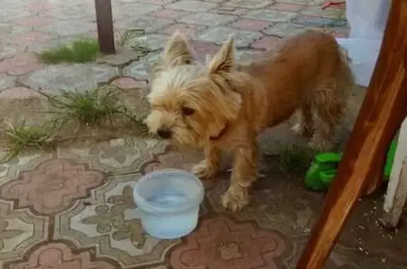 Найдена собака, Котласский муниципальный округ, фото: Найден йорк на ул. Придорожная