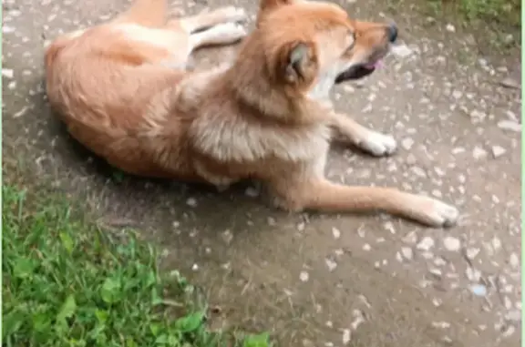 Найдена собака в Косьмово, Можайск
