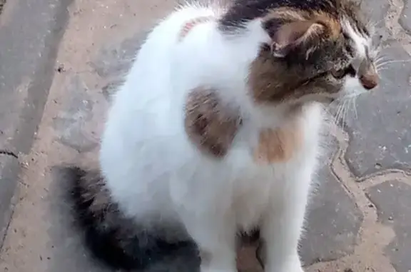Найдена кошка, ул. Правды, 29, Дубна