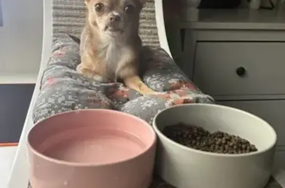 Потерянные животные Высокое, фото: Пропала чихуахуа: Полянская, 31Б/2