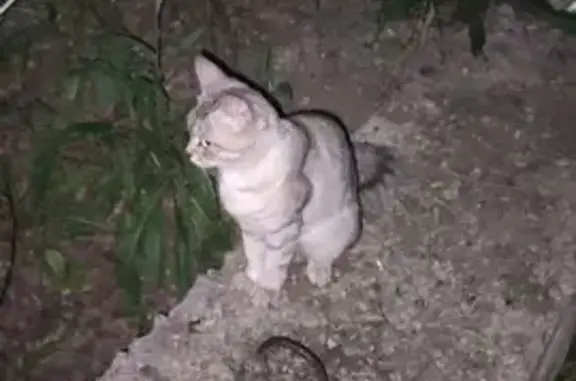 Найдена кошка: Электронная ул., Саратов