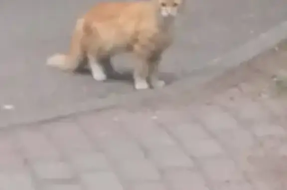 Найдена кошка на Нартовской, СПб