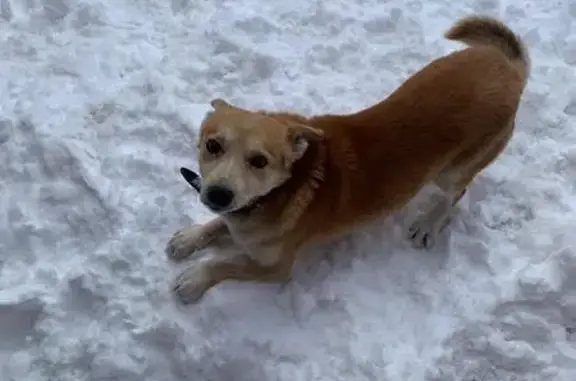 Пропала собака: Гребенская, Оренбург