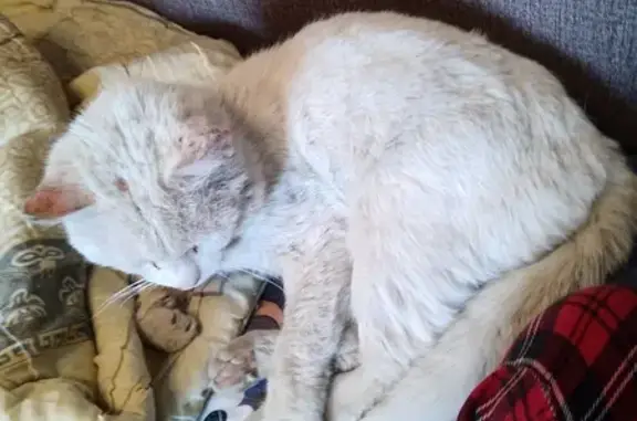 Пропала кошка: 2-я Болдинская, 51