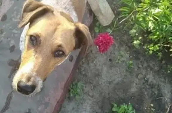 Пропала собака: Новороссийская, 34