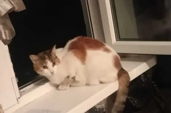 Найдена кошка: Пестеля, 6, Москва
