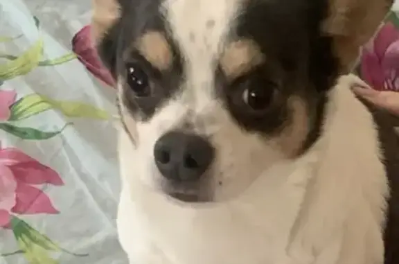 Собаки потеряшки, Воронеж, фото: Потеряшка чихуахуа, ул. Мордасовой, 5