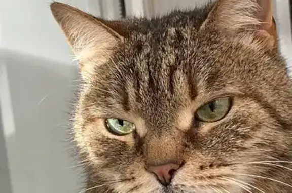 Кошки потеряшки, Санкт-Петербург, фото: Потеряшка кошка, Байконурская ул. 19