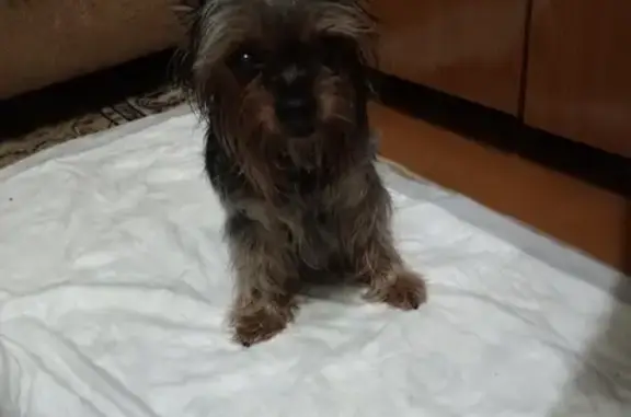 Найдена собака, Тверь, фото: Найден Йорк, пр. Ленина, Тверь