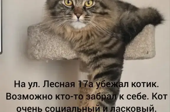 Пропала кошка, Лесная ул. 17А, Владивосток