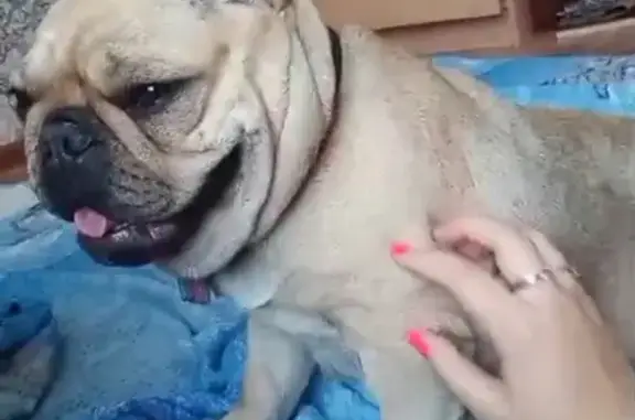 Потерянные животные Ахтубинское, фото: Пропали собаки, Совхозная, звоните 89047753812