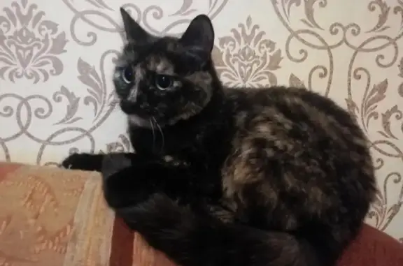 Пропала кошка: Сивкова, 3А, Пермь