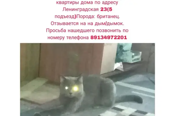 Пропала кошка: Ленинградская, 23