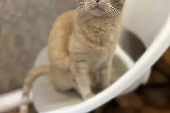 Кошки потеряшки, , фото: Потеряшка рыжая кошка: Горная, 25 к2