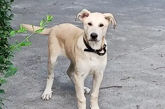 Объявления о пропавших и найденных животных, Ростов-на-Дону, фото: Найдена собака, Великолукская 1А