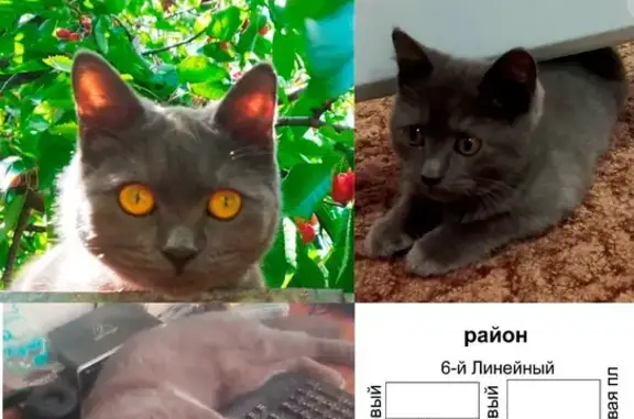 Потерянные животные , фото: Пропала кошка: 5-й Новый пер., 60
