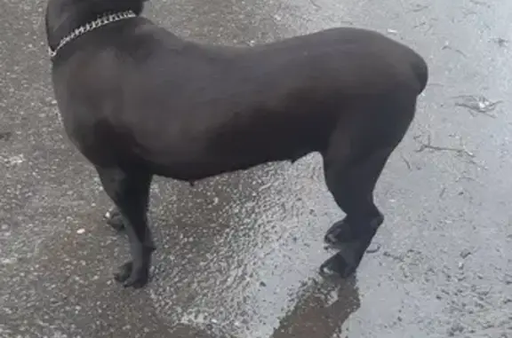 Найденные животные Липецк, фото: Найдена собака: Московская ул., 61Д, Липецк