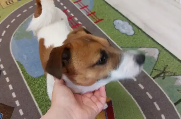 Найдена собака, Московская область, фото: Найден пес: Клин, Самодеятельная 7