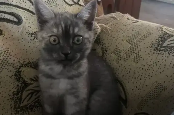 Кошки потеряшки, Верхний Услон, фото: Потеряшка кошка: Верхний Услон, Татарстан