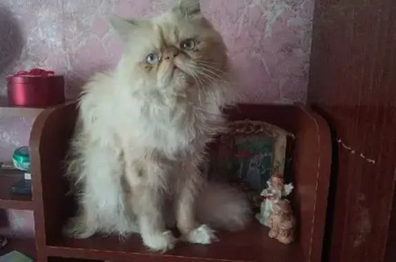 Пропала кошка: Тихая ул., 17, Соликамск