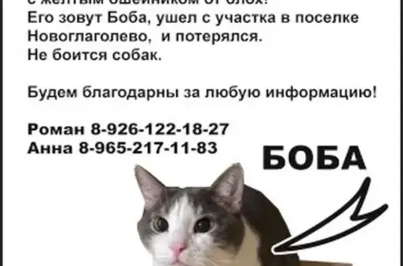 Пропала кошка, Новоглаголево, награда!