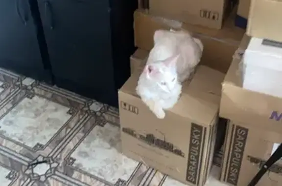 Потерянные животные Сарапул, фото: Пропала кошка: 2-я Дачная ул., 11, Сарапул