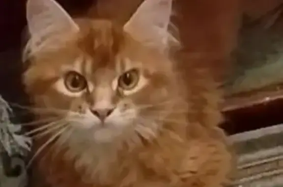 Кошки потеряшки, Уфа, фото: Потеряшка мейн-кун: Рижская ул., 1/5, Уфа