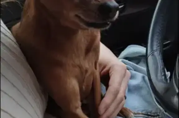 Найдена собака, Тимирязевское, фото: Найден рыжий Тойчик, Шегарский тракт