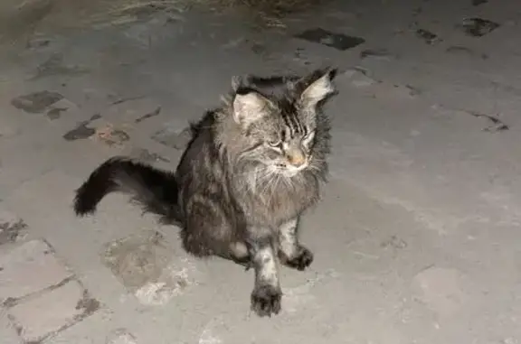 Найдена кошка, ул. Шевченко, 140
