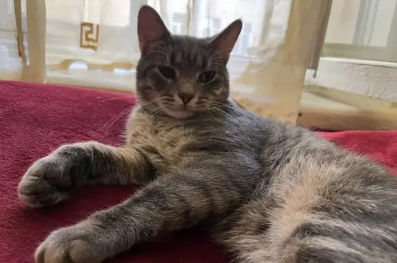 Кошки потеряшки, Санкт-Петербург, фото: Потеряшка кот Омюр, 6-я Красноармейская, 14