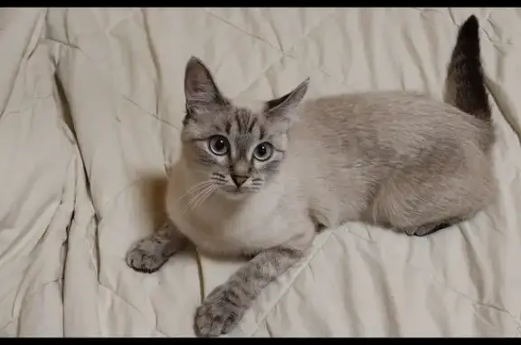 Пропала кошка: Сосновый Бор, Матросовка