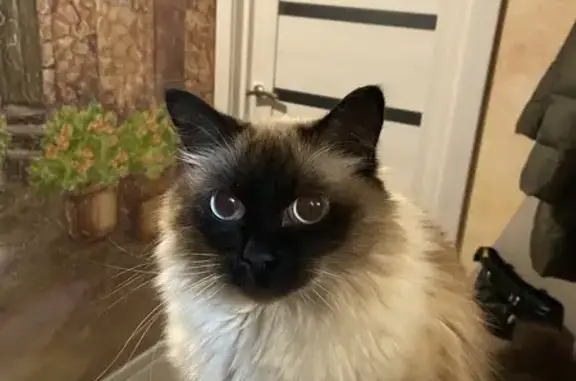 Кошки потеряшки, Великий Новгород, фото: Потеряшка кошка, Волотовская 7 к1