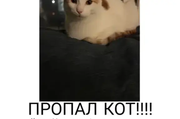 Пропал кот: ул. Карамзина, 18