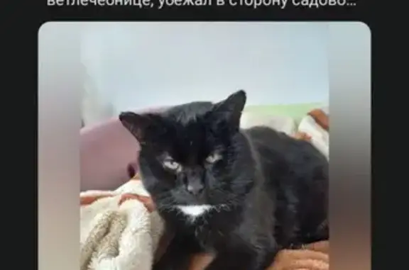 Пропал кот, ул. Ленина, Арзамас
