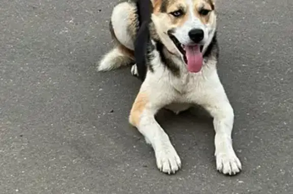 Найдена собака: Чемодуровская - Федино