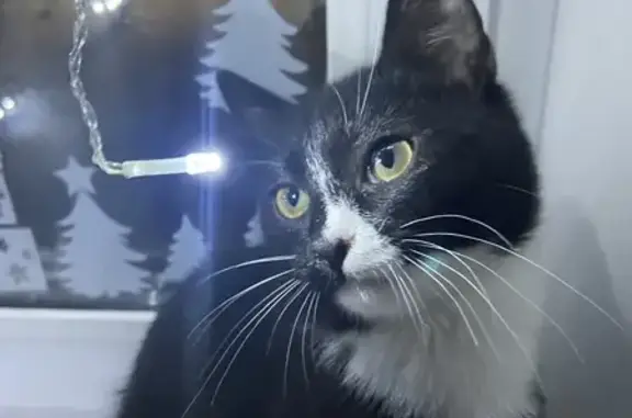 Кошки потеряшки, Алексеевка, фото: Потеряшка котёнок, Интернациональная ул.