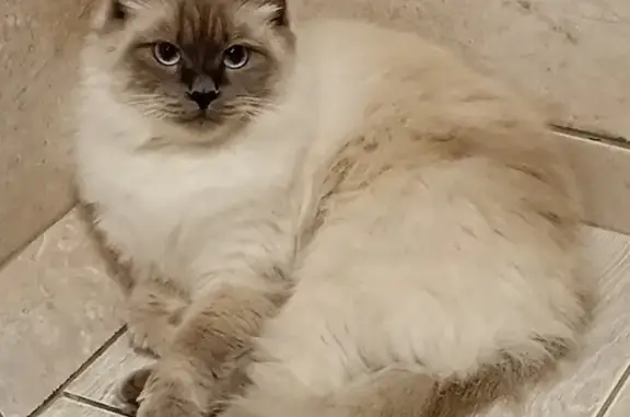 Кошки потеряшки, Пригородный, фото: Потеряшка кошка, Садовая ул. 8, вознаграждение!